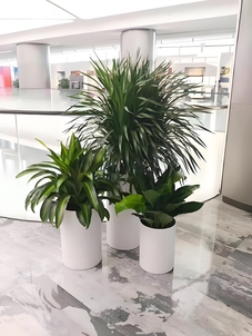 惊叹！宁波奉化绿化修剪的神奇魔法，你知道吗？